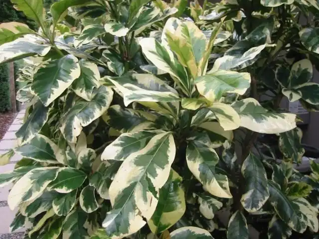 Пизония зонтичная форма вариегата (Pisonia umbellifera f. variegata)