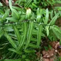 Пеллея темно-пурпурная (Pellaea atropurpurea)