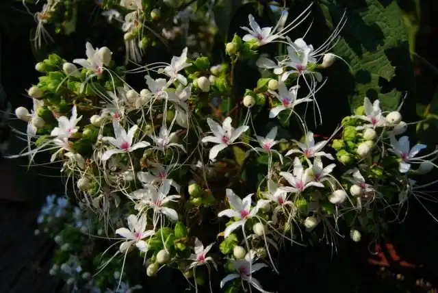 Клеродендрум китайский (Clerodendrum chinense), или Клеродендрум душистый (Clerodendrum х fragrans)
