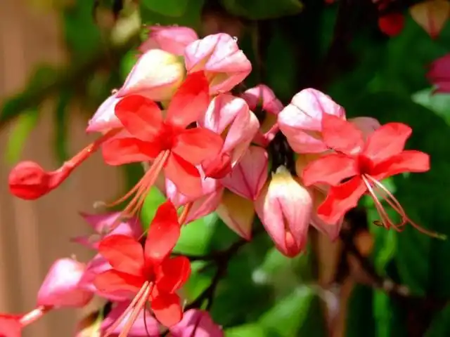 Клеродендрум блестящий (Clerodendrum splendens)