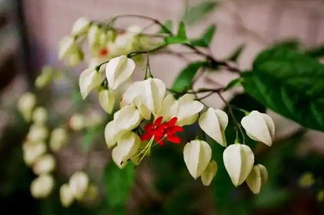 Клеродендрума Томпсона (Clerodendrum thomsoniae)