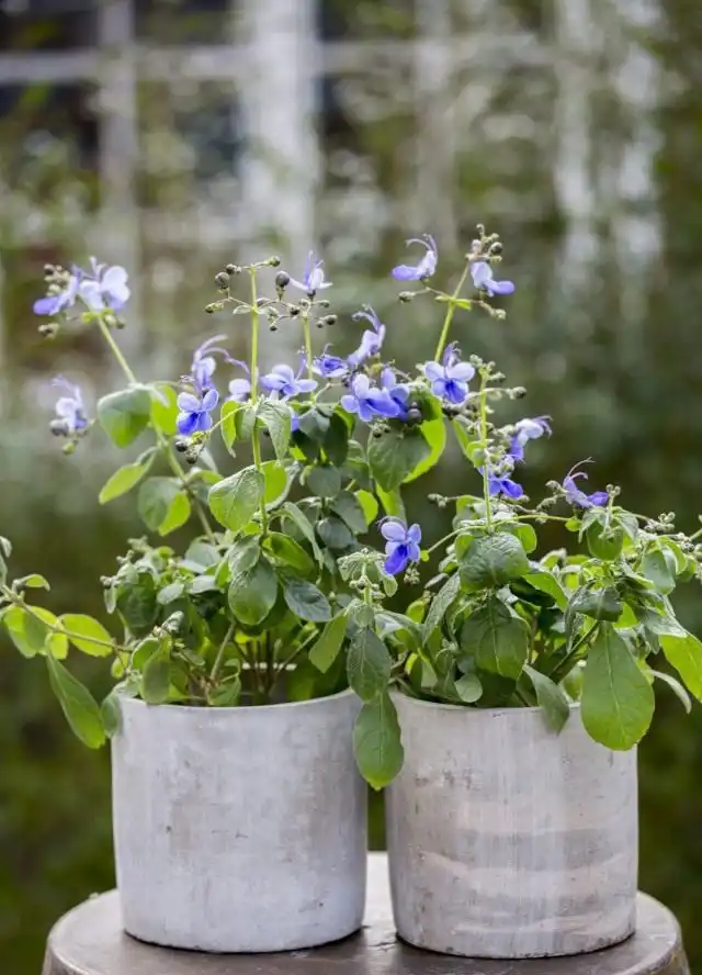 Клеродендрум (Clerodendrum)