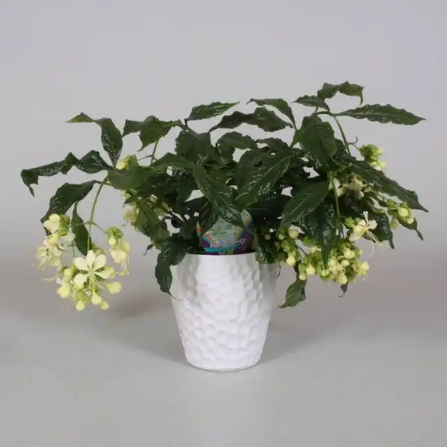 Клеродендрум (Clerodendrum)