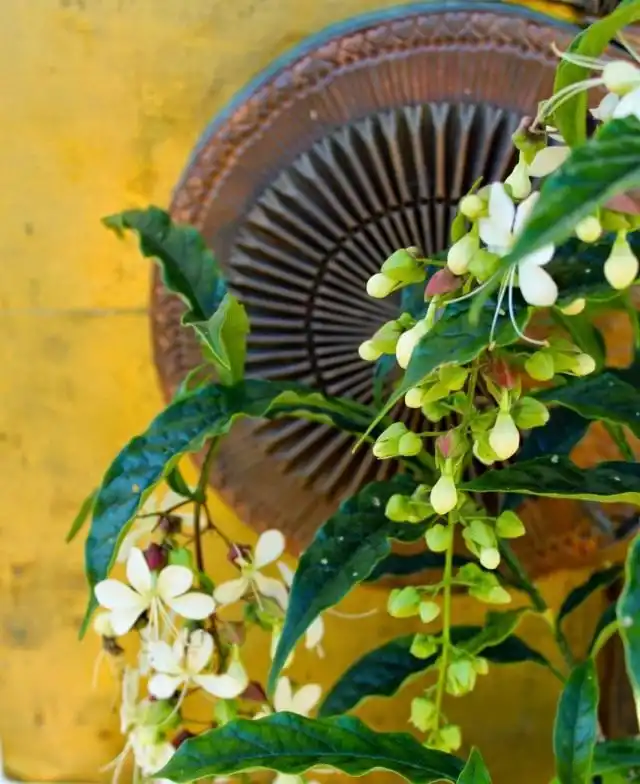Клеродендрум (Clerodendrum)