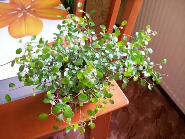 Мюленбекия спутанная, или Мюленбекия охватывающая (Muehlenbeckia complexa)