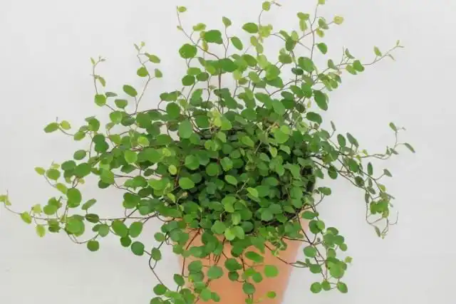 Мюленбекия спутанная, или Мюленбекия охватывающая (Muehlenbeckia complexa)