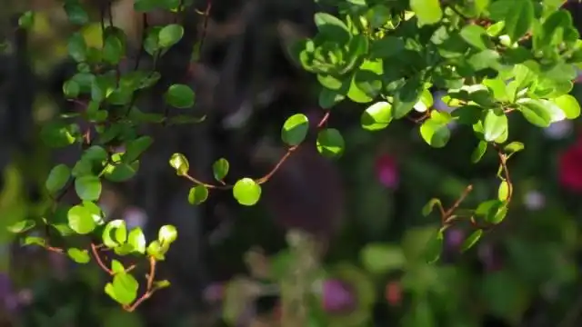 Мюленбекия спутанная, или Мюленбекия охватывающая (Muehlenbeckia complexa)