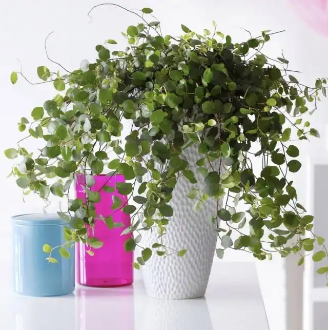 Мюленбекия спутанная, или Мюленбекия охватывающая (Muehlenbeckia complexa)