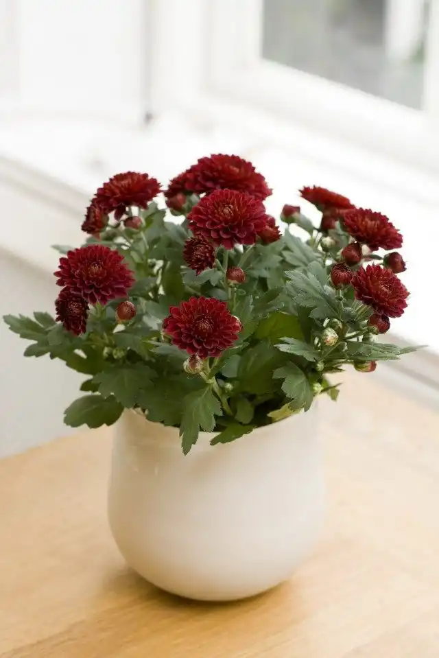 Комнатная хризантема