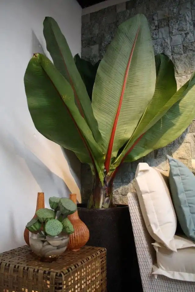 Абиссинский банан, или Энсета вздутая (Ensete ventricosum)