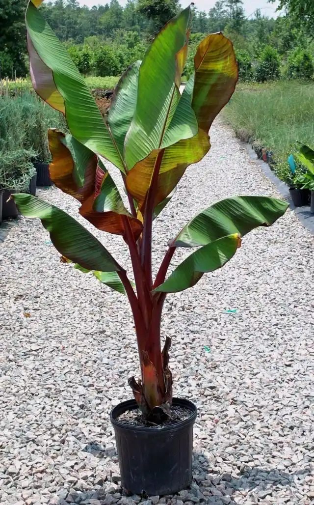 Абиссинский банан, или Энсета вздутая (Ensete ventricosum)