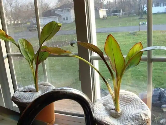 Абиссинский банан, или Энсета вздутая (Ensete ventricosum)