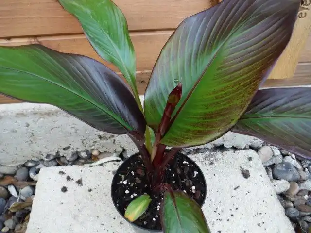 Абиссинский банан, или Энсета вздутая (Ensete ventricosum)