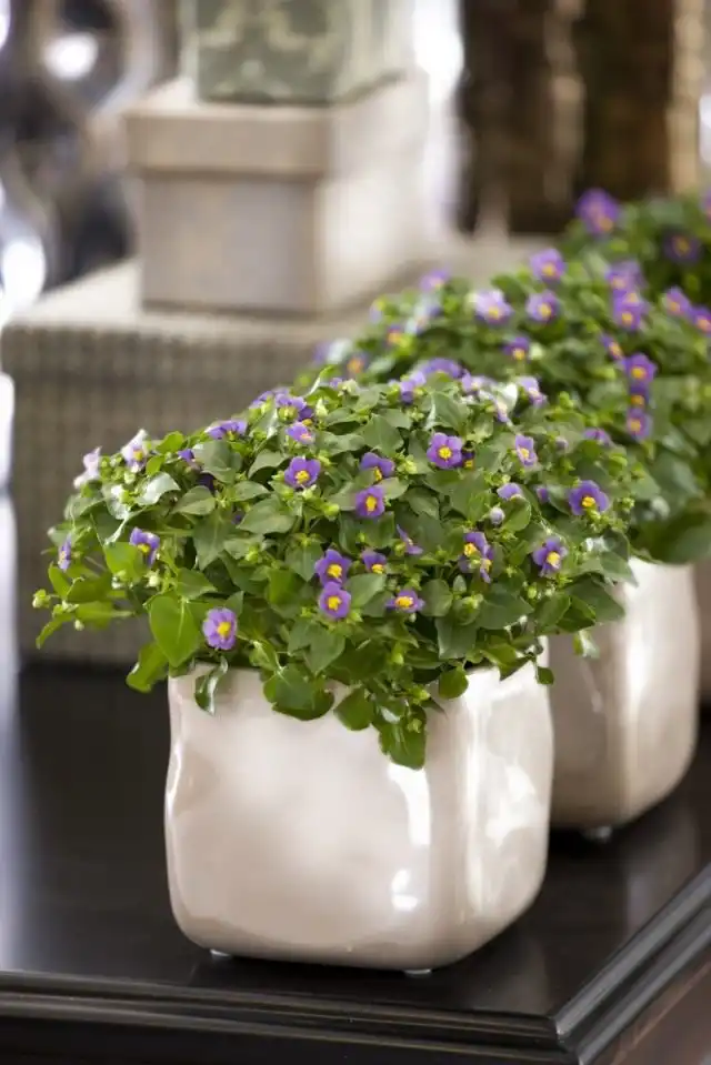 Экзакум родственный, или персидская фиалка (Exacum affine)