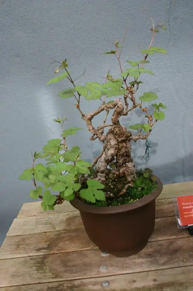 Виноградовник короткоцветоножковый (Ampelopsis brevipedunculata)