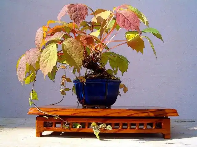 Виноградовник короткоцветоножковый (Ampelopsis brevipedunculata)