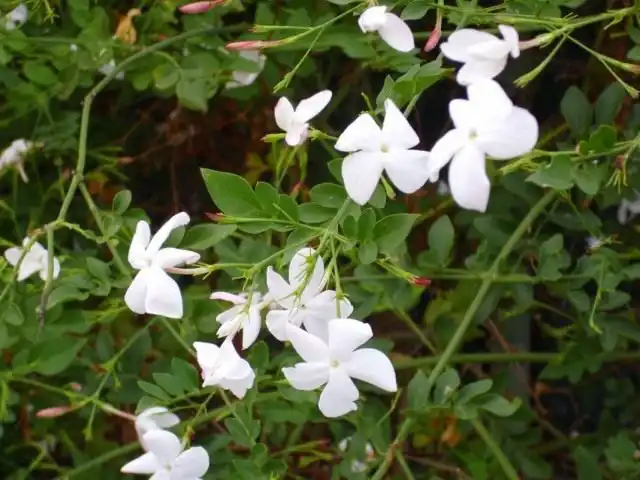 Жасмин белый (Jasminum officinale)