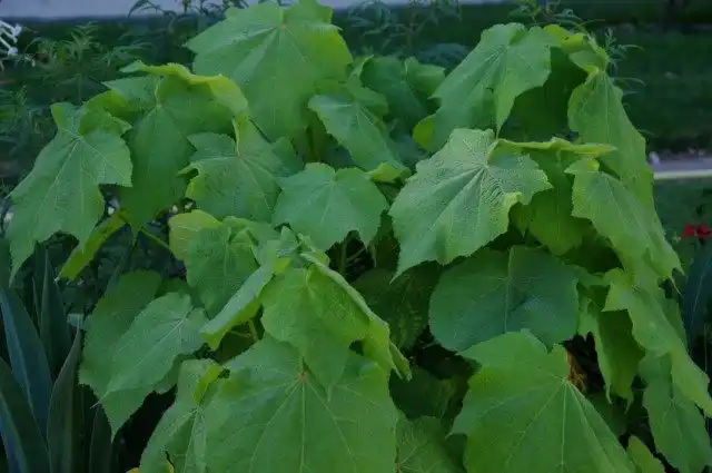 Спармания африканская (Sparmannia africana)