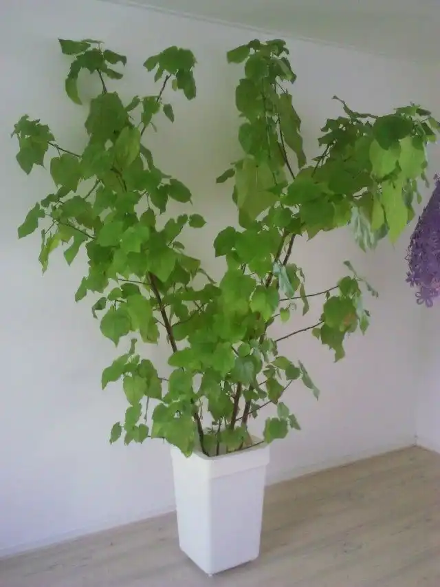Спармания африканская (Sparmannia africana)