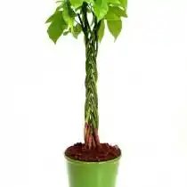 Брахихитон кленолистный (Brachychiton acerifolius)