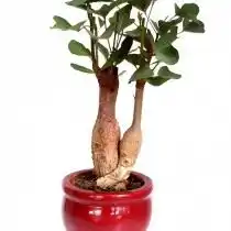 Брахихитон разнолистный (Brachychiton populneus)