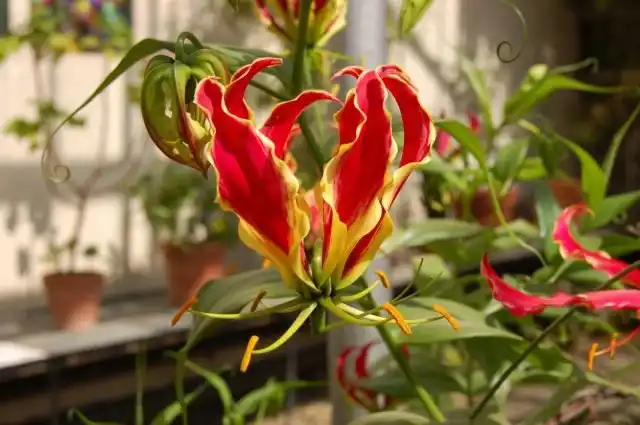 Глориоза роскошная или Глориоза великолепная (Gloriosa superba)