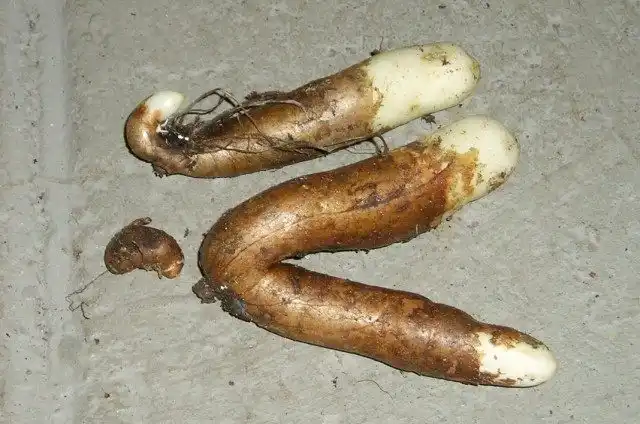Клубни глориозы