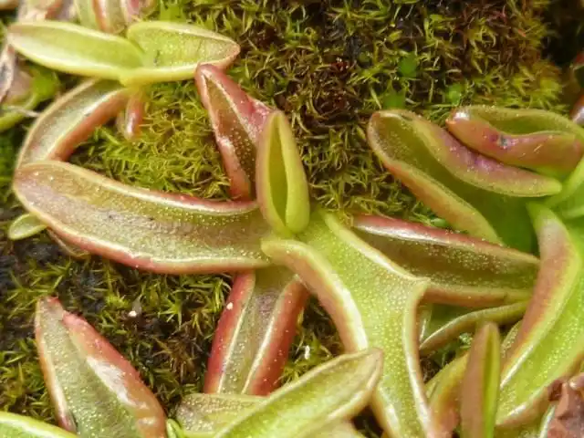 Жирянка альпийская (Pinguicula alpina)