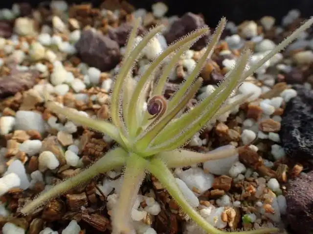 Жирянка гипсовая (Pinguicula gypsicola)