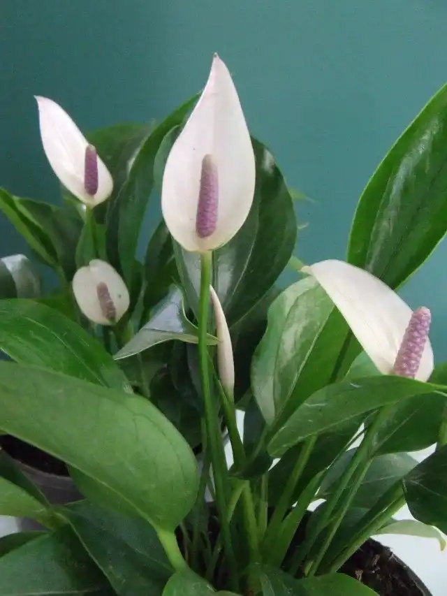 Антуриум (Anthurium)