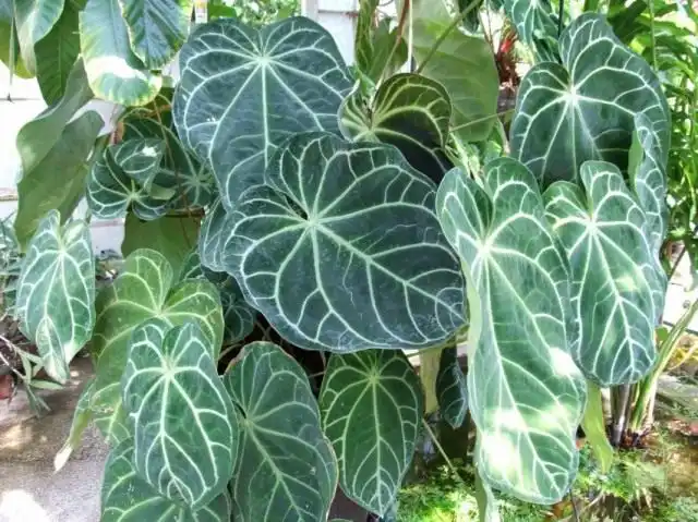 Антуриум величественный (Anthurium magnificum)