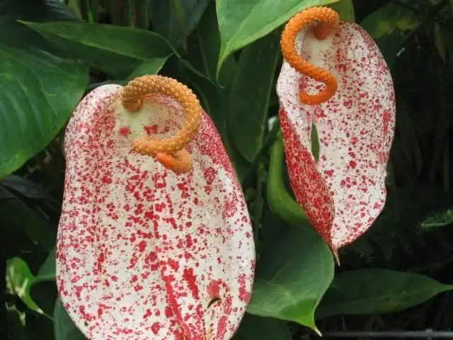 Антуриум Ротшильда (Anthurium x rothschildianum)