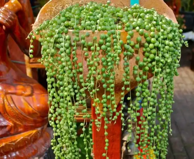 Крестовник Роули (Senecio rowleyanus)