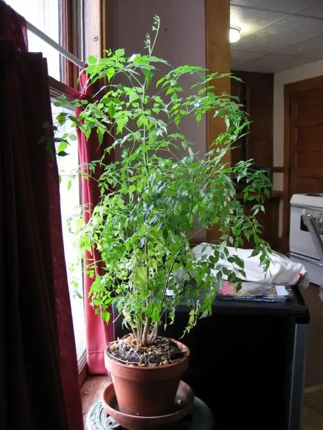 Радермахера китайская (Radermachera sinica)