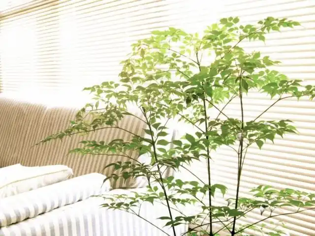 Радермахера китайская (Radermachera sinica)