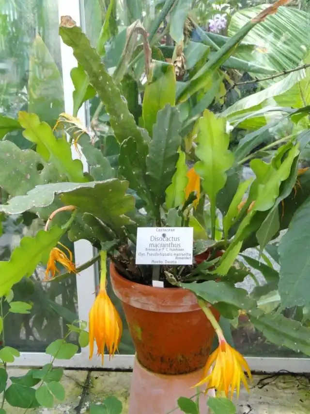 Дизокактус макрантус (Disocactus macranthus)