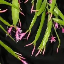 Дизокактус биформис (Disocactus biformis)