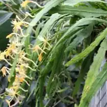 Дизокактус макрантус (Disocactus macranthus)