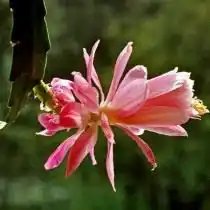 Дизокактус филансодиус (Disocactus phyllanthoides)