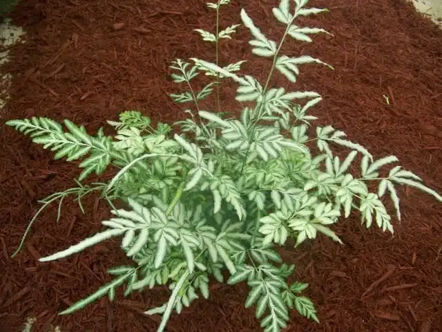 Птерис критский (Pteris cretica)