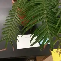Птерис длиннолистный (Pteris longifolia)