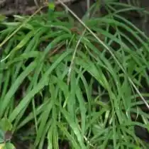 Птерис многонадрезанный (Pteris multifida)
