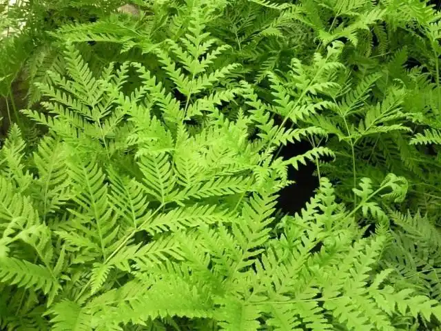 Птерис дрожащий (Pteris tremula)