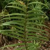 Птерис ленточный (Pteris vittata)