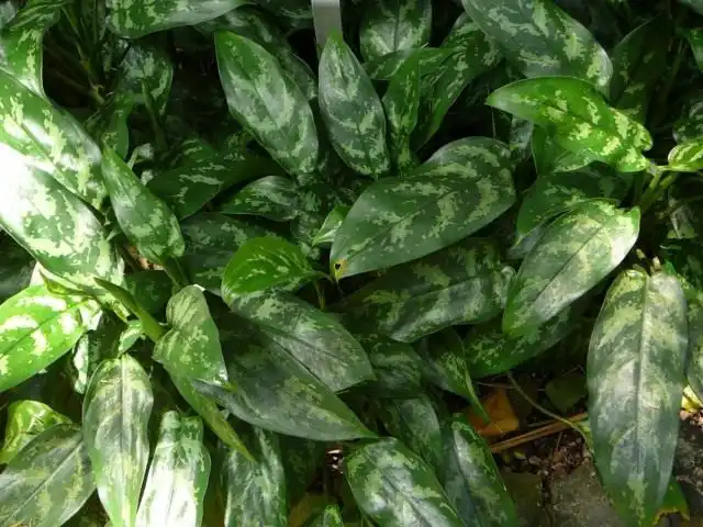 Аглаонема переменчивая (Aglaonema commutatum)
