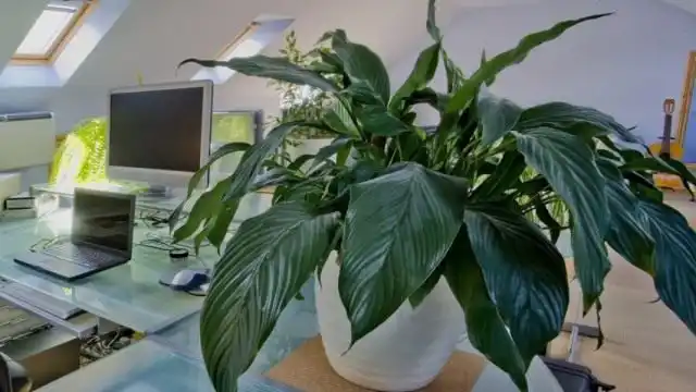 Аспидистра высокая (Aspidistra elatior)