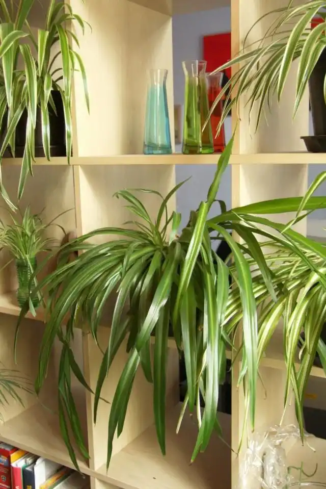 Хлорофитум хохлатый (Chlorophytum comosum)