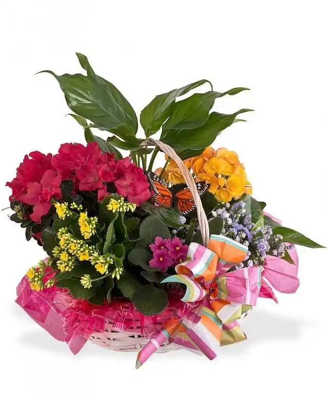 Подарочная корзина с комнатными цветами