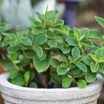 Пеперомия приятная (Peperomia blanda)