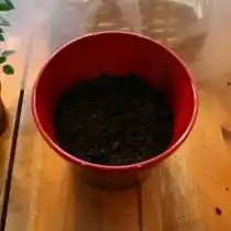 Заполните оставшийся объем горшка грунтом